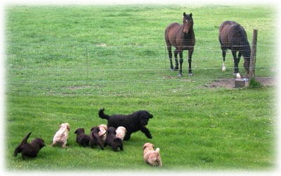 Labradoodles and horses at play